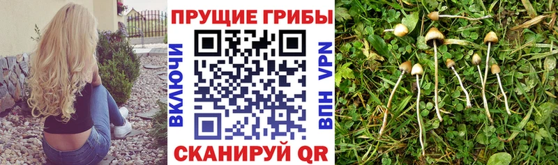 Псилоцибиновые грибы Cubensis  купить   Фурманов 